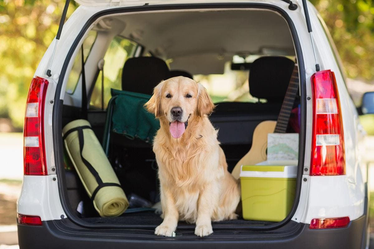 Traveling with Dogs